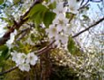 sakura01.jpg