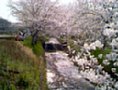 sakura03.jpg