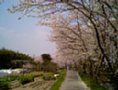 sakura04.jpg
