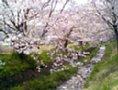 sakura06.jpg