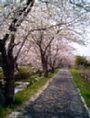 sakura07.jpg