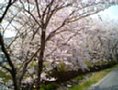 sakura08.jpg