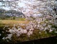 sakura09.jpg