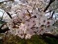 sakura11.jpg