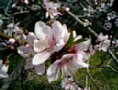 sakura12.jpg