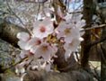 sakura13.jpg
