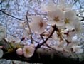 sakura14.jpg